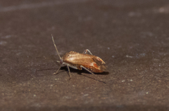 Hamatophylus guttulosus