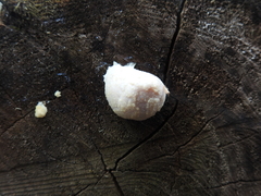 Reticularia lycoperdon