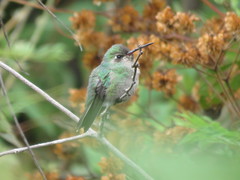 Cynanthus latirostris