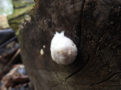 Reticularia lycoperdon