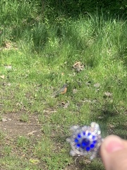 Turdus migratorius