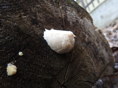 Reticularia lycoperdon