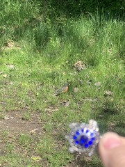 Turdus migratorius