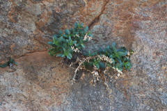 Teedia lucida