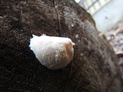 Reticularia lycoperdon