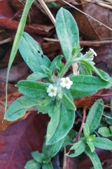 Lithospermum berlandieri