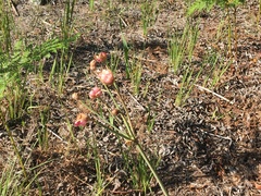 Nerine humilis