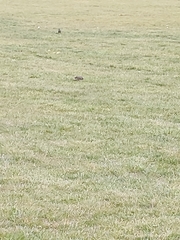 Sturnus vulgaris