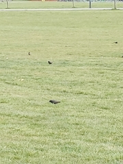 Sturnus vulgaris