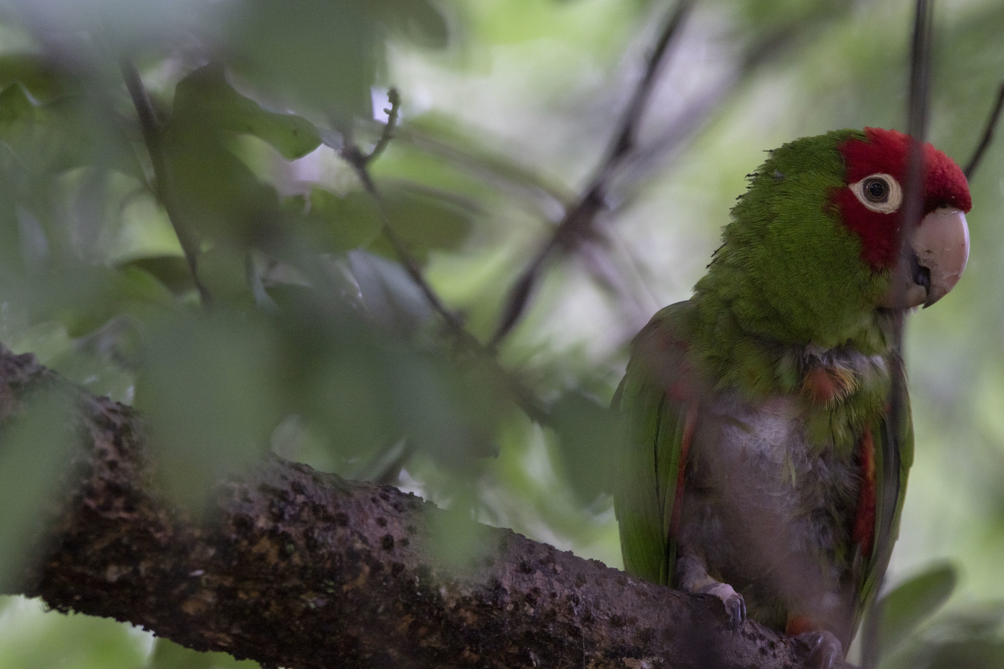 Aratinga image