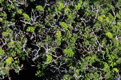 Pelargonium dasyphyllum