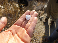 Sonorelix borregoensis