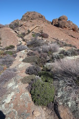 Pelargonium dasyphyllum