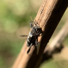 Neoclytus horridus