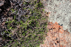 Pelargonium dasyphyllum