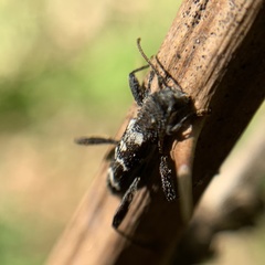 Neoclytus horridus