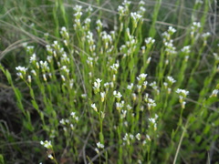 Arabis nova