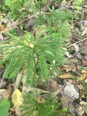 Dendrolycopodium obscurum