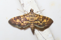 Physematia