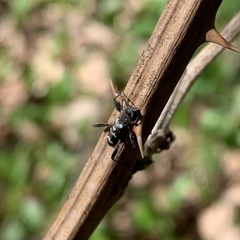 Neoclytus horridus