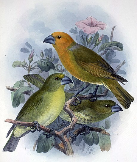 Greater Koa Finch
