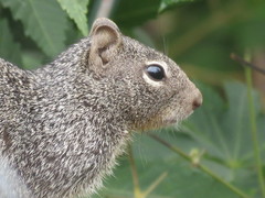 Otospermophilus variegatus