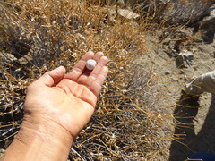 Sonorelix borregoensis