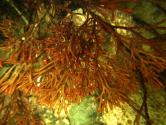 Melanthalia abscissa