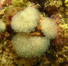 Aplousobranchia