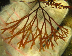 Melanthalia abscissa