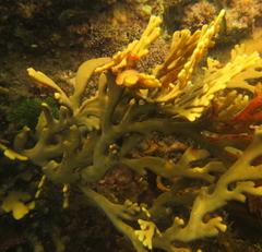 Xiphophora chondrophylla
