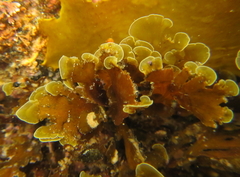 Zonaria aureomarginata