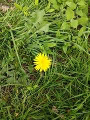 Taraxacum officinale