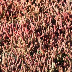 Salicornia natalensis