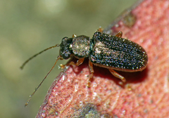 Eboo viridula