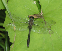 Cordulia aenea aenea