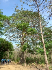 Sterculia apetala
