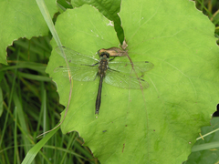 Cordulia aenea aenea