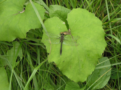 Cordulia aenea aenea