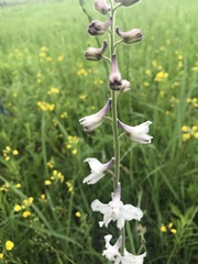 Delphinium carolinianum