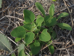 Chenopodium acuminatum virgatum