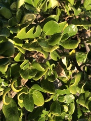 Coprosma repens