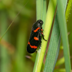 Cercopis intermedia