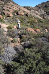 Indigofera spinescens
