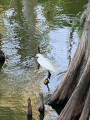 Egretta thula image