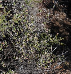 Indigofera spinescens