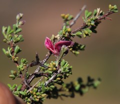 Indigofera spinescens