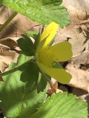 Potentilla