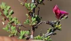 Indigofera spinescens