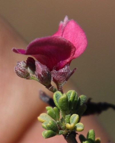Image of Indigofera spinescens by (c) Tony Rebelo, some rights reserved (CC BY-SA)
